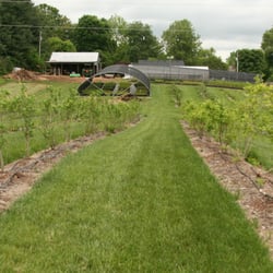Bluegrass Blueberries - From the field towards the growing houses.