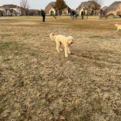 Freedom Dog Park