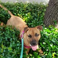 Professional Dog Walking - We specialize in professional dog walking/playtime. We take special care of your pet to ensure their safety and well being. In most cases this includes medication administered, feeding and making sure your home is secured when we depart. Special requests can be accommodated such as plant watering, mail and newspaper collection and we can put out and/or bring in trash cans. Rotating lights for your home security and to give the appearance that your home is occupied. Professional Dog Walking - We specialize in professional dog walking/playtime. We take special care of your pet to ensure their safety and well being. In most cases this includes medication administered, feeding and making sure your home is secured when we depart. Special requests can be accommodated such as plant watering, mail and newspaper collection and we can put out and/or bring in trash cans. Rotating lights for your home security and to give the appearance that your home is occupied.