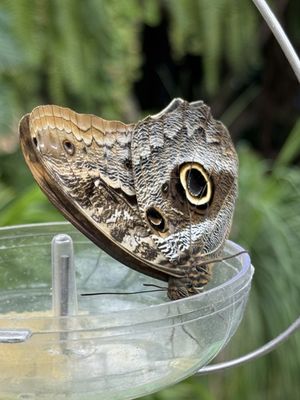 Cockrell Butterfly Center by null