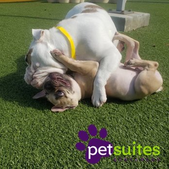 PetSuites Northshore - Pet Boarding Near Me - Covington, Louisiana