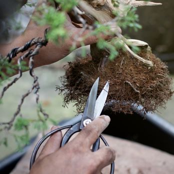 A Bonsai Practice - Step 2: Pick out and pot a young tree to start your bonsai journey - Art Classes Near Me - Bellevue, Washington A Bonsai Practice - Step 2: Pick out and pot a young tree to start your bonsai journey - Art Classes Near Me - Bellevue, Washington