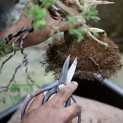 A Bonsai Practice - Step 2: Pick out and pot a young tree to start your bonsai journey