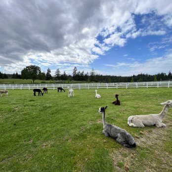 The Farm at Krystal Acres - IG: @ohmyono - Attraction Farms Near Me - Friday Harbor, Washington The Farm at Krystal Acres - IG: @ohmyono - Attraction Farms Near Me - Friday Harbor, Washington
