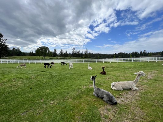 The Farm at Krystal Acres by null
