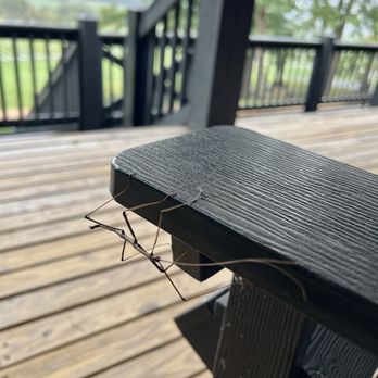 Ecco Adesso Vineyards - Little friend hanging out - Wineries Near Me - Fairfield, Virginia