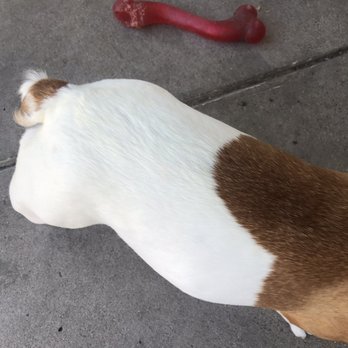 Nikki's Pet Spa - Look how white her fur is now, wow - Pet Groomers Near Me - Norco, California Nikki's Pet Spa - Look how white her fur is now, wow - Pet Groomers Near Me - Norco, California