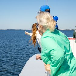 Premier Dolphin Cruise - Dolphin watch