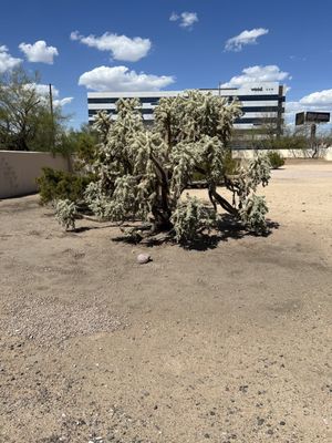 S'edav Va'aki Museum (formerly Pueblo Grande Museum) by null