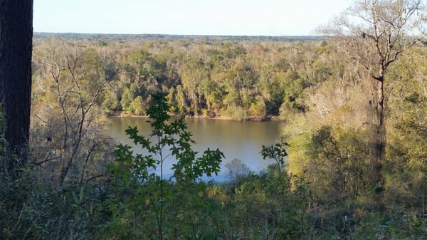 Torreya State Park by null
