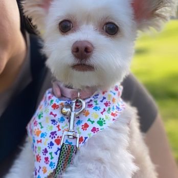 Precious Little Paws - Precious little paws did amazing ! - Pet Groomers Near Me - Lake Elsinore, California Precious Little Paws - Precious little paws did amazing ! - Pet Groomers Near Me - Lake Elsinore, California