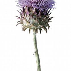 Thistle Medical Skincare Studio