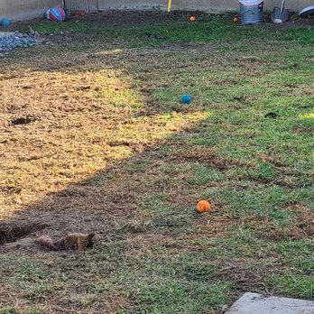 Bonico Landscapes - BEFORE, crabgrass took over. - Landscaping Near Me - Orange, California Bonico Landscapes - BEFORE, crabgrass took over. - Landscaping Near Me - Orange, California