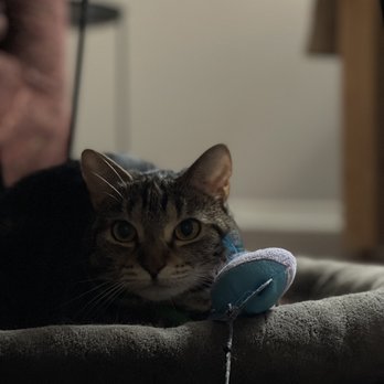 Austin Royalty Pet Care - Pet Sitting Near Me Austin Royalty Pet Care - Pet Sitting Near Me