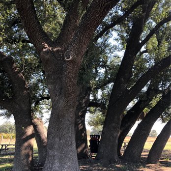 7 Creeks Vineyard - a large oak tree in a field - Wineries Near Me - Burnet, Texas 7 Creeks Vineyard - a large oak tree in a field - Wineries Near Me - Burnet, Texas