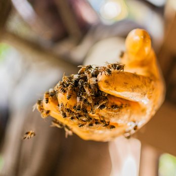 Bee Rescue - Pest Control Near Me