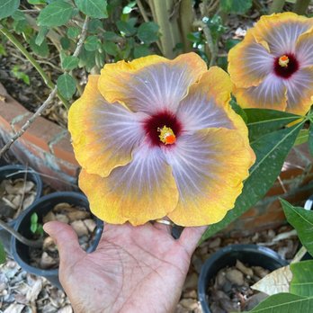 Exotica Rare Fruit Nursery - Look at this huge, and different color hibiscus! - Nurseries & Gardening Near Me - Vista, California Exotica Rare Fruit Nursery - Look at this huge, and different color hibiscus! - Nurseries & Gardening Near Me - Vista, California