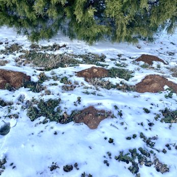 Gopher Genius - Gopher & Moles playing in the snow during the 2021 Texas Winter storm. - Pest Control Near Me