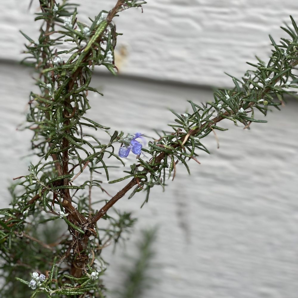 This healthy Rosemary bush was half its height just a few months ago, currently flowering in the dead of winter. This healthy Rosemary bush was half its height just a few months ago, currently flowering in the dead of winter.