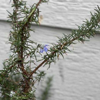 The Home Depot - This healthy Rosemary bush was half its height just a few months ago, currently flowering in the dead of winter. - Hardware Stores Near Me - Colma, California The Home Depot - This healthy Rosemary bush was half its height just a few months ago, currently flowering in the dead of winter. - Hardware Stores Near Me - Colma, California
