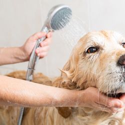 Pit Stop Pet Grooming