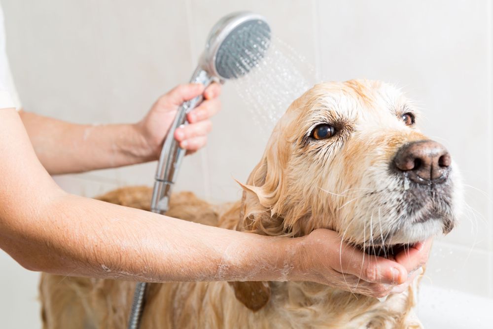 Pit Stop Pet Grooming Image