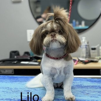 Expawlibur Pet Grooming - After LJ worked his magic. - Pet Groomers Near Me - St. George, Utah
