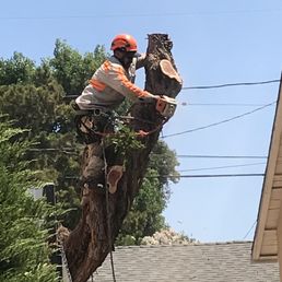 Safety equipment for employees and controlled lowering of cut tree sections. Safety equipment for employees and controlled lowering of cut tree sections.