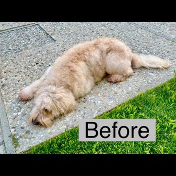 Omar's Grooming - Pet Groomers Near Me - Santa Barbara, California