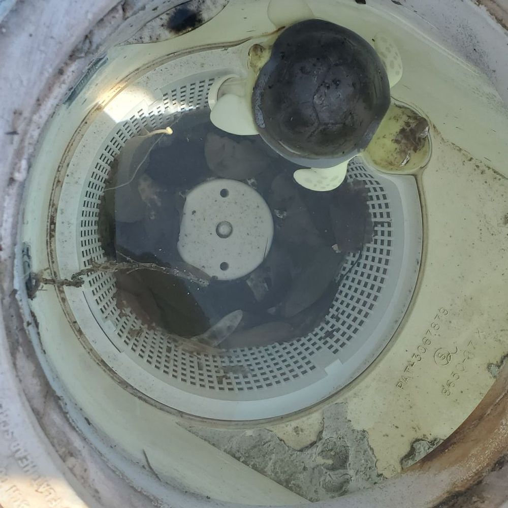 Barefoot Pools - Baskets that were not emptied during first time service with Barefoot. - Pool Cleaners Near Me - Gilbert, Arizona Barefoot Pools - Baskets that were not emptied during first time service with Barefoot. - Pool Cleaners Near Me - Gilbert, Arizona