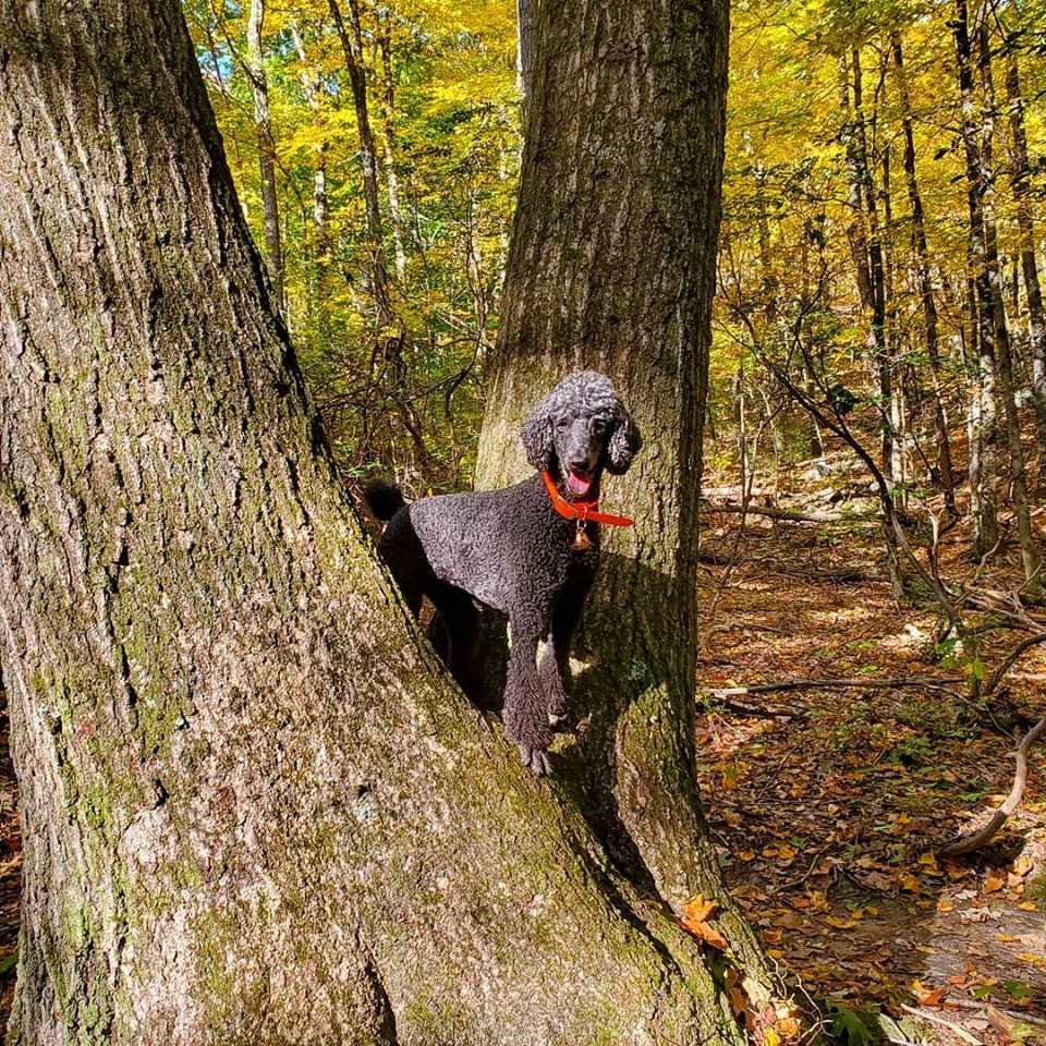 Celtic Canines - pet boarding facility in Hartford, CT