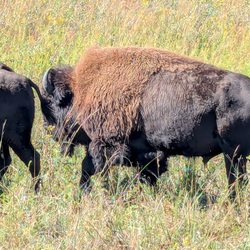 The Nature Conservancy