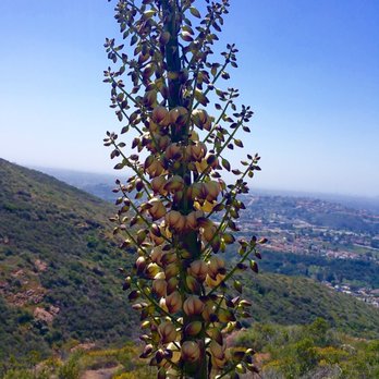 Pyle's Peak - Beautiful flowers - Hiking Near Me - San Diego, California Pyle's Peak - Beautiful flowers - Hiking Near Me - San Diego, California