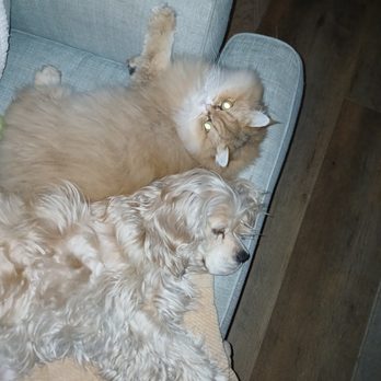 Perky Pooch - Remi and Cooper (cocker spaniel) - Pet Groomers Near Me - Victorville, California Perky Pooch - Remi and Cooper (cocker spaniel) - Pet Groomers Near Me - Victorville, California