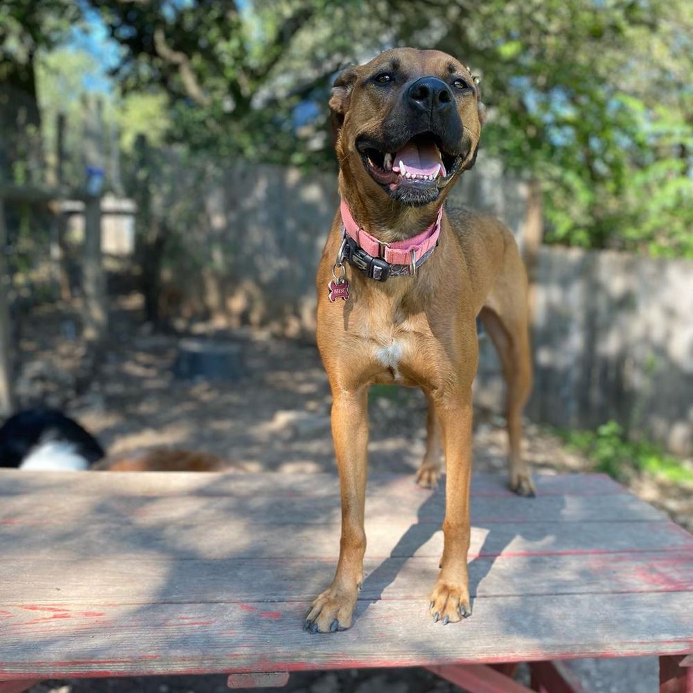 Crackerdog - pet boarding facility in Austin, TX