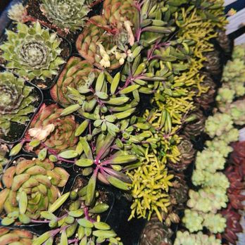 Nigella SF - Florists Near Me - San Francisco, California Nigella SF - Florists Near Me - San Francisco, California