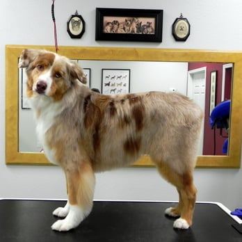 Shear Art Pet Salon - Australian Shepherd groomed by Caroline. - Pet Groomers Near Me - Cathedral City, California Shear Art Pet Salon - Australian Shepherd groomed by Caroline. - Pet Groomers Near Me - Cathedral City, California