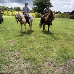 Ruxton’s Ranch Rides