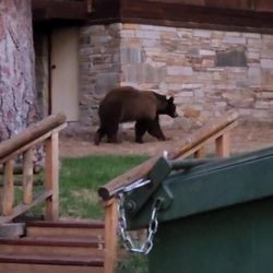 Heavenly Valley Lodge - Brown bear checking garbages