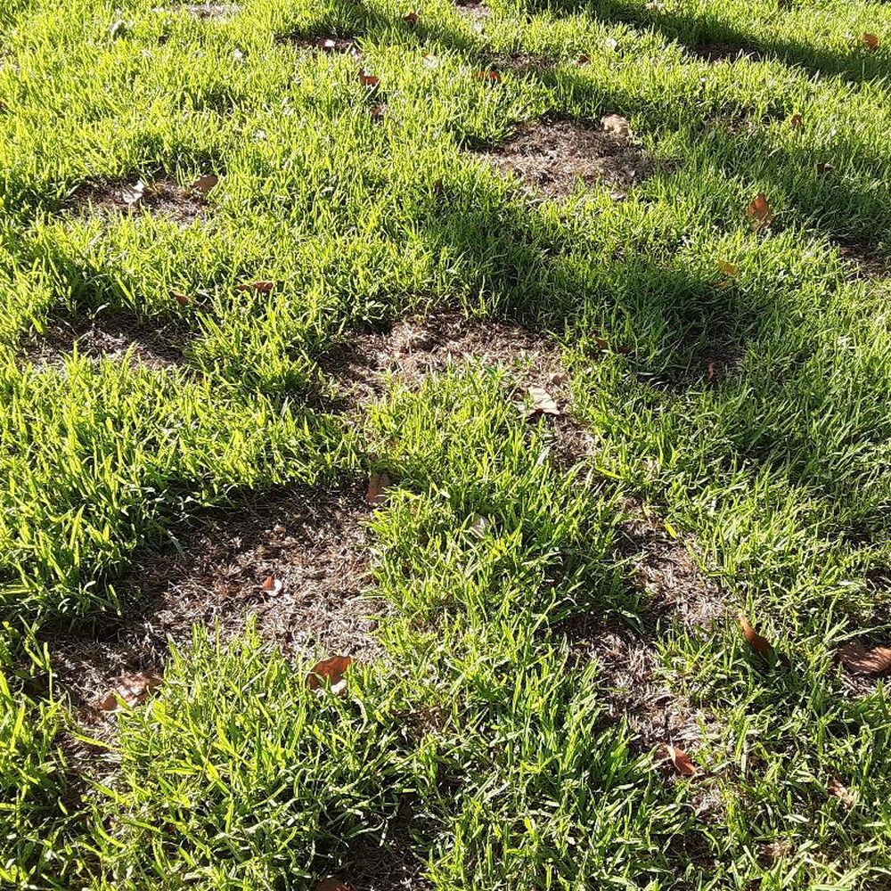 Aaron Agriculture - 2 days after installation, watered twice a day. - Landscaping Near Me - Miami, Florida Aaron Agriculture - 2 days after installation, watered twice a day. - Landscaping Near Me - Miami, Florida