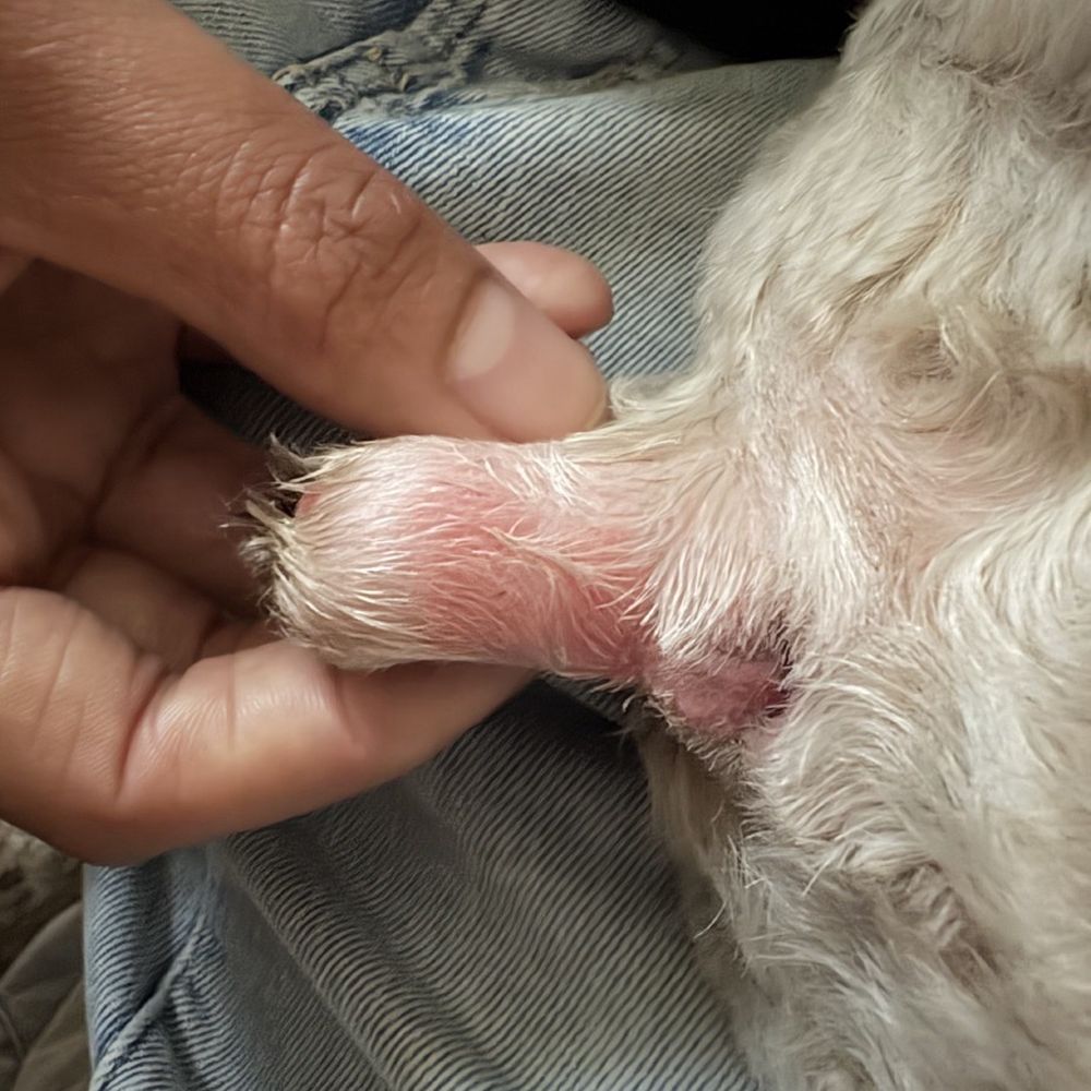 Agape Pet Grooming - Razor burned tail after rushed groom - Pet Groomers Near Me