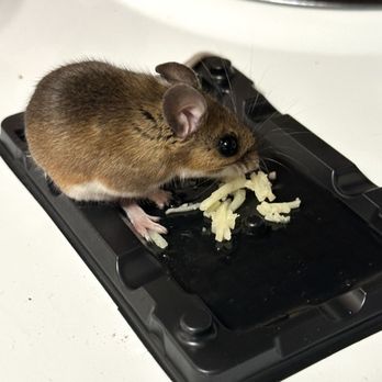 Clovelly Apartments - Mice - Apartments Near Me - Nashua, New Hampshire