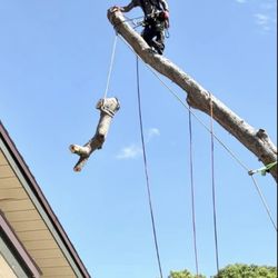 Sanders Precision Tree Service