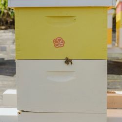 North Shore Bees