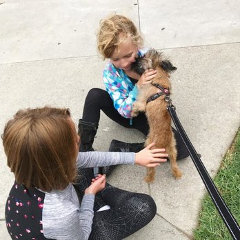 Precious Paws Brussels Griffons - Fletcher loves kids - Pets Near Me Precious Paws Brussels Griffons - Fletcher loves kids - Pets Near Me