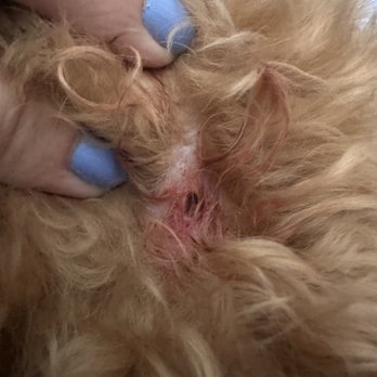 Doggie District - Mesa - This is what the one wound  looked  like when I picked him up - Pet Groomers Near Me - Mesa, Arizona