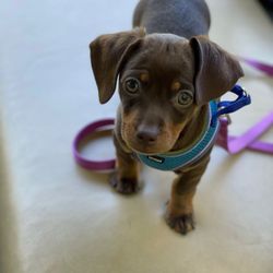 Petland Cincinnati Mason