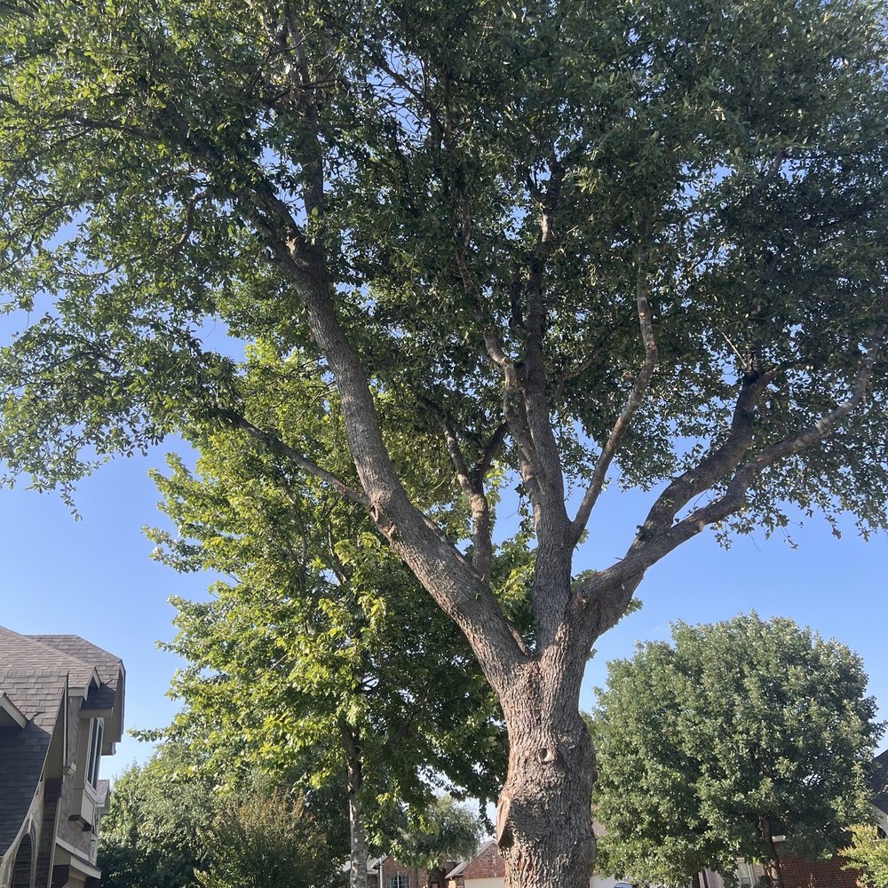 Budget Tree Trimming Services - Tree trimmed - Tree Services Near Me Budget Tree Trimming Services - Tree trimmed - Tree Services Near Me