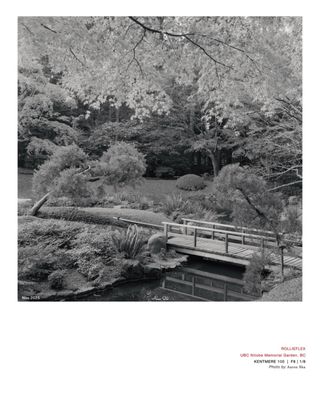 Nitobe Memorial Garden by null