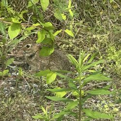 Prime Hook National Wildlife Refuge - Little Rabbit
